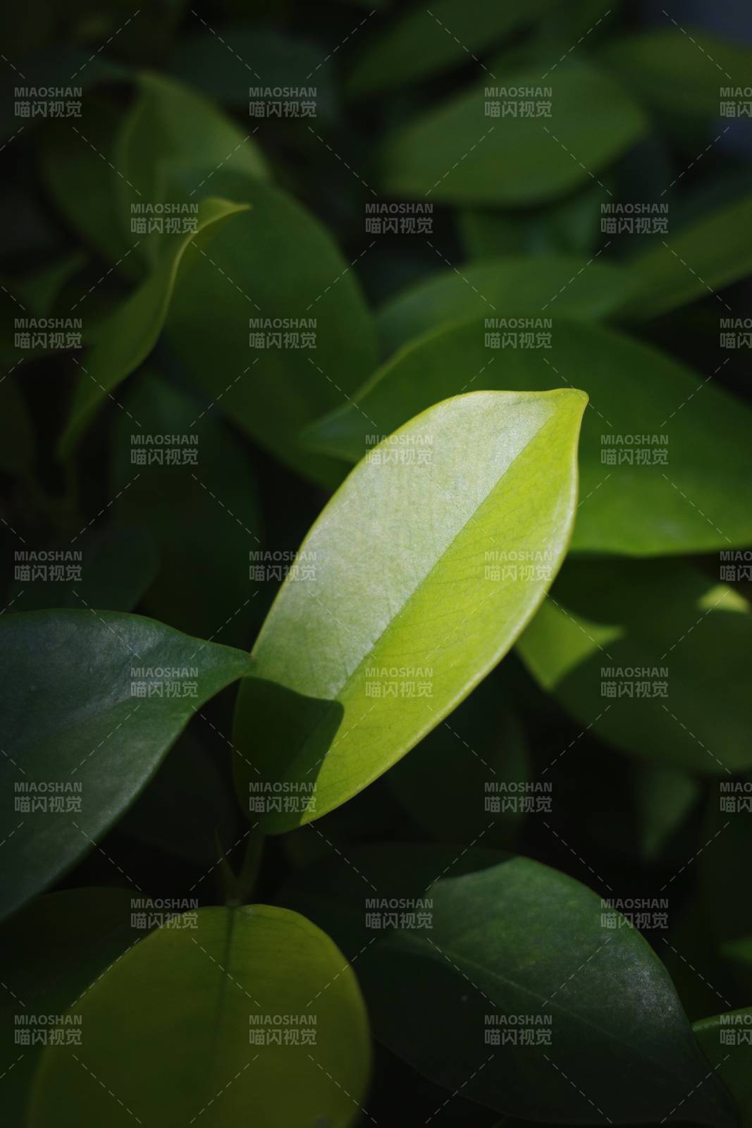 绿叶光影 自然之美图片