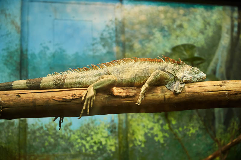 树上的绿鬣蜥图片