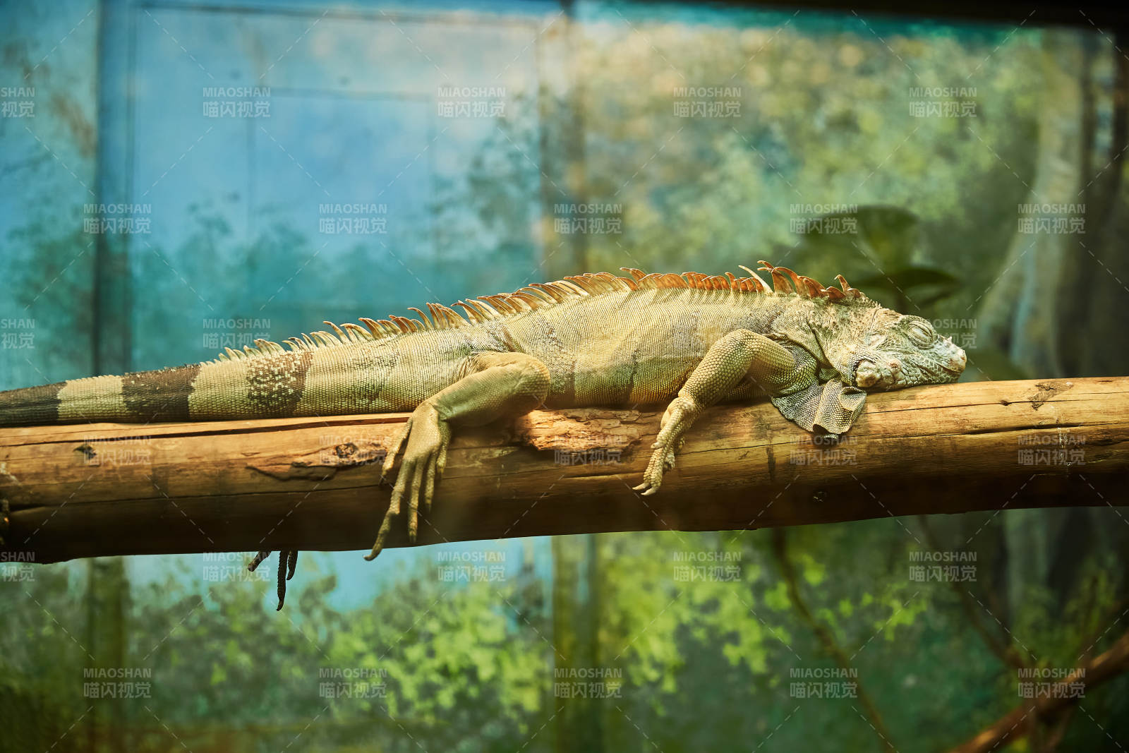 树上的绿鬣蜥图片