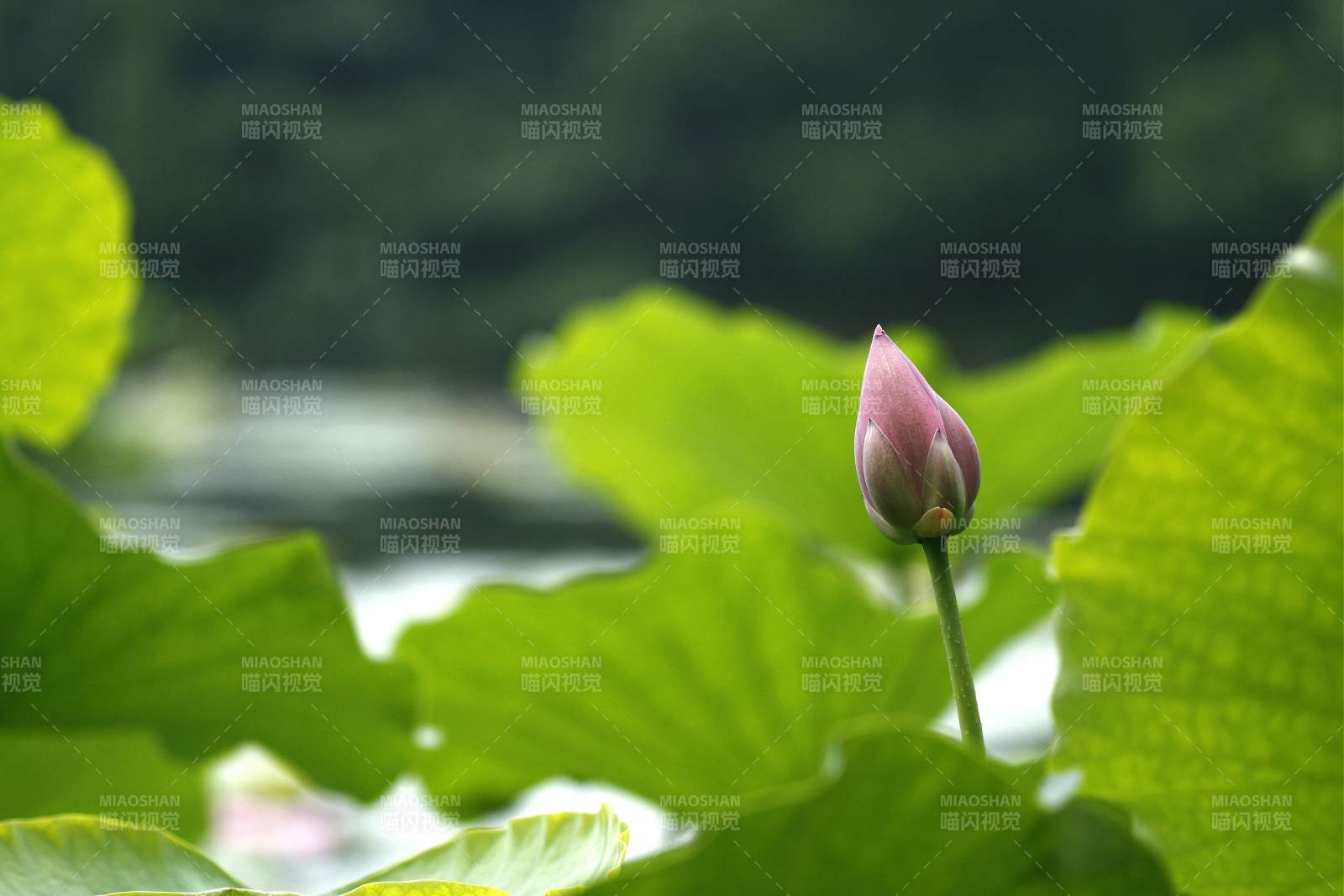 含苞待放的莲花图片