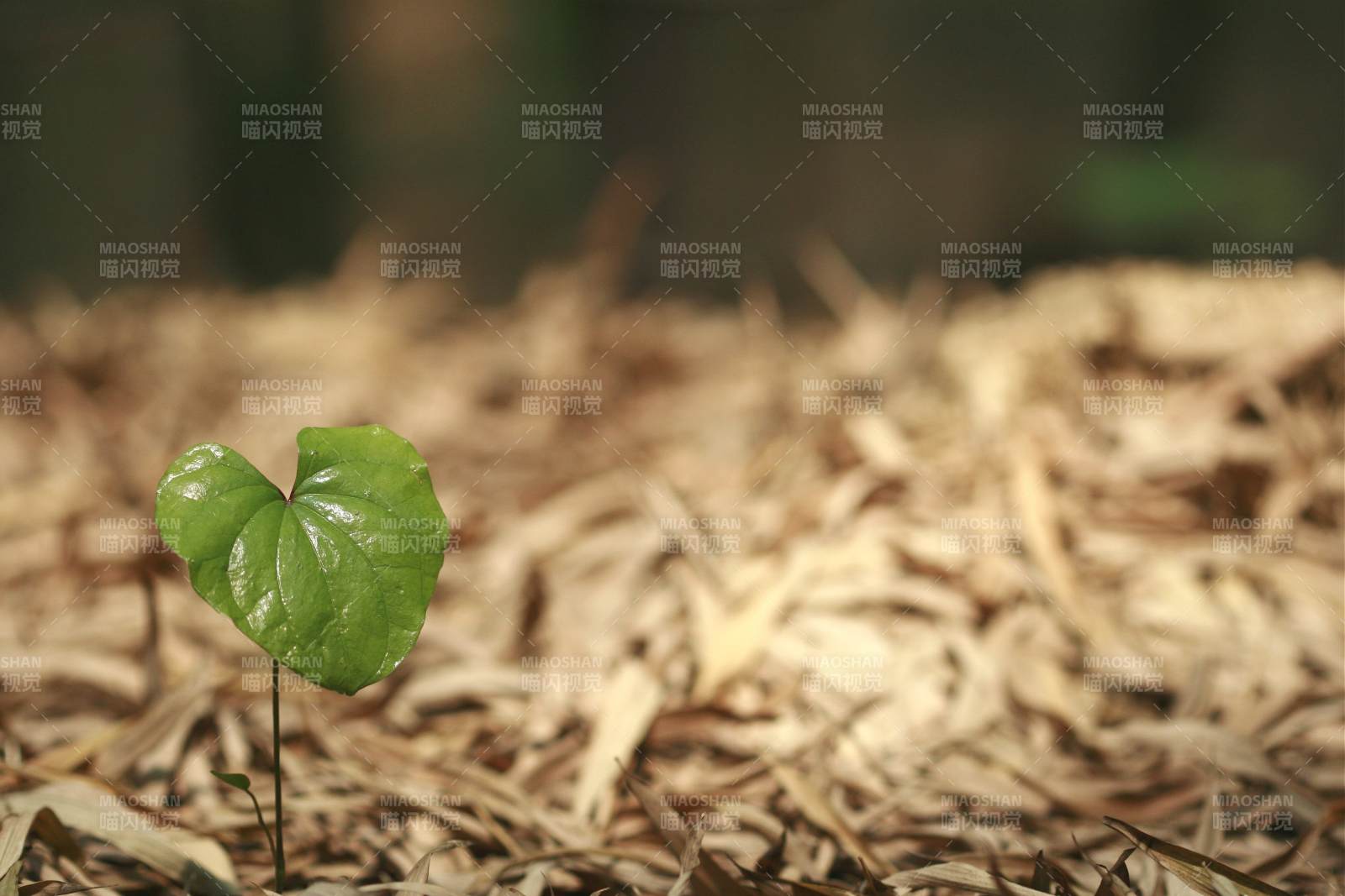 新生绿叶破土而出图片