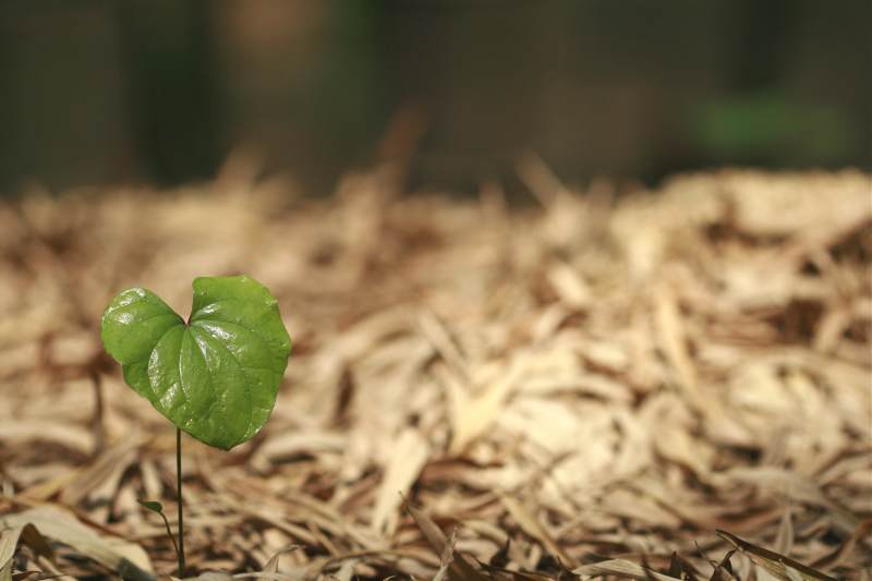 新生绿叶破土而出图片