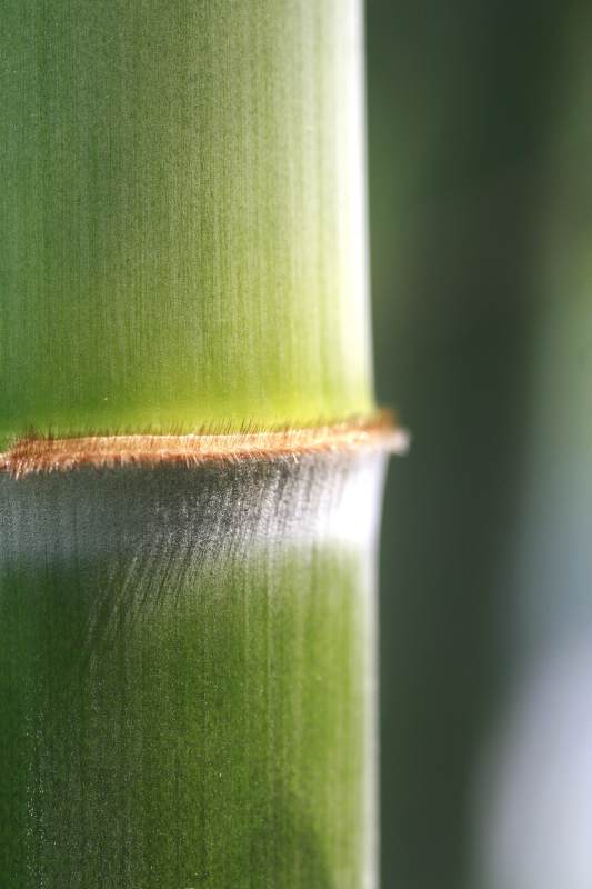 竹节特写 自然的纹理之美图片