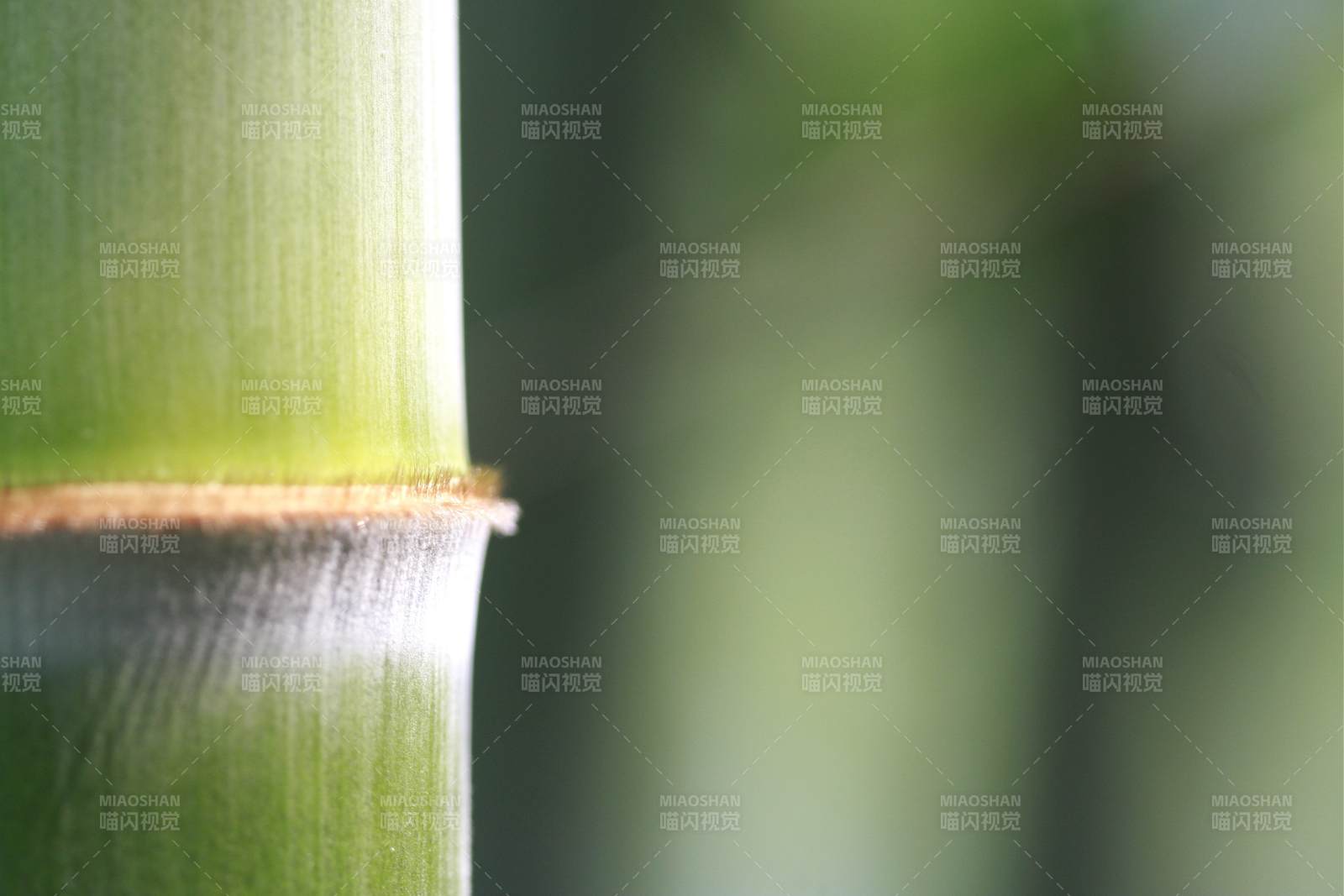 竹节特写 自然之美图片