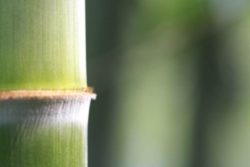 竹节特写 自然之美图片