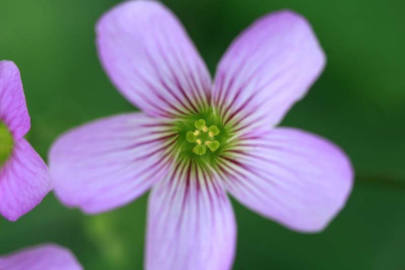 紫色花朵的细腻之美图片