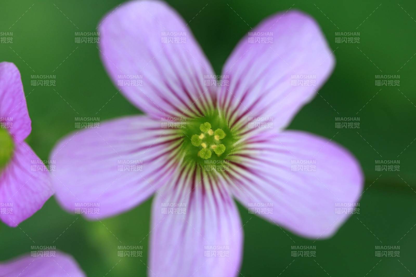 紫色花朵的细腻之美图片