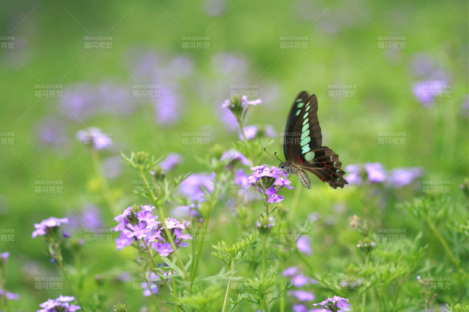 蝴蝶翩翩花间舞图片