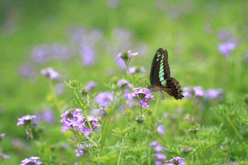 蝴蝶翩翩花间舞图片