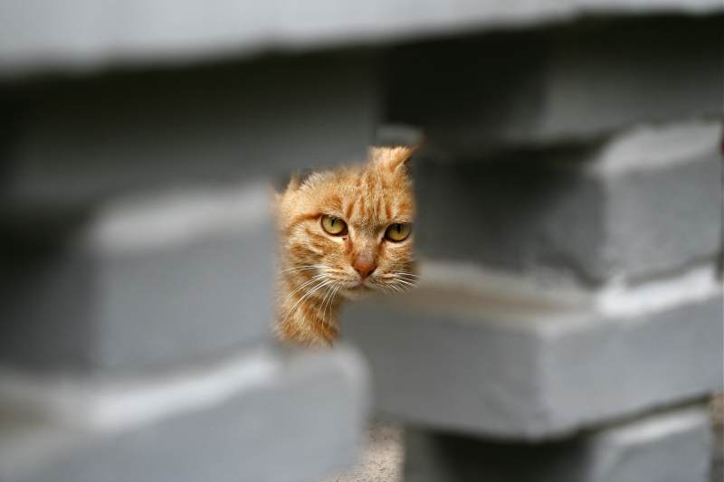 墙缝中的橘猫图片