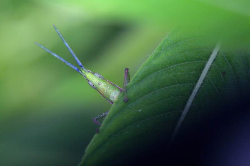 绿叶上的小昆虫特写图片