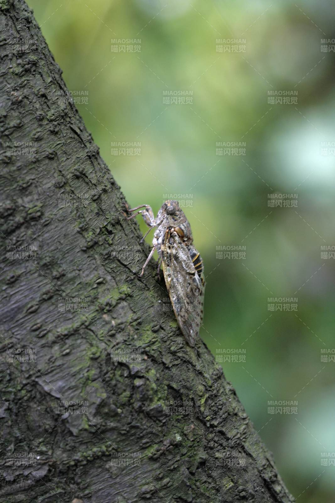 树干上的蝉影图片