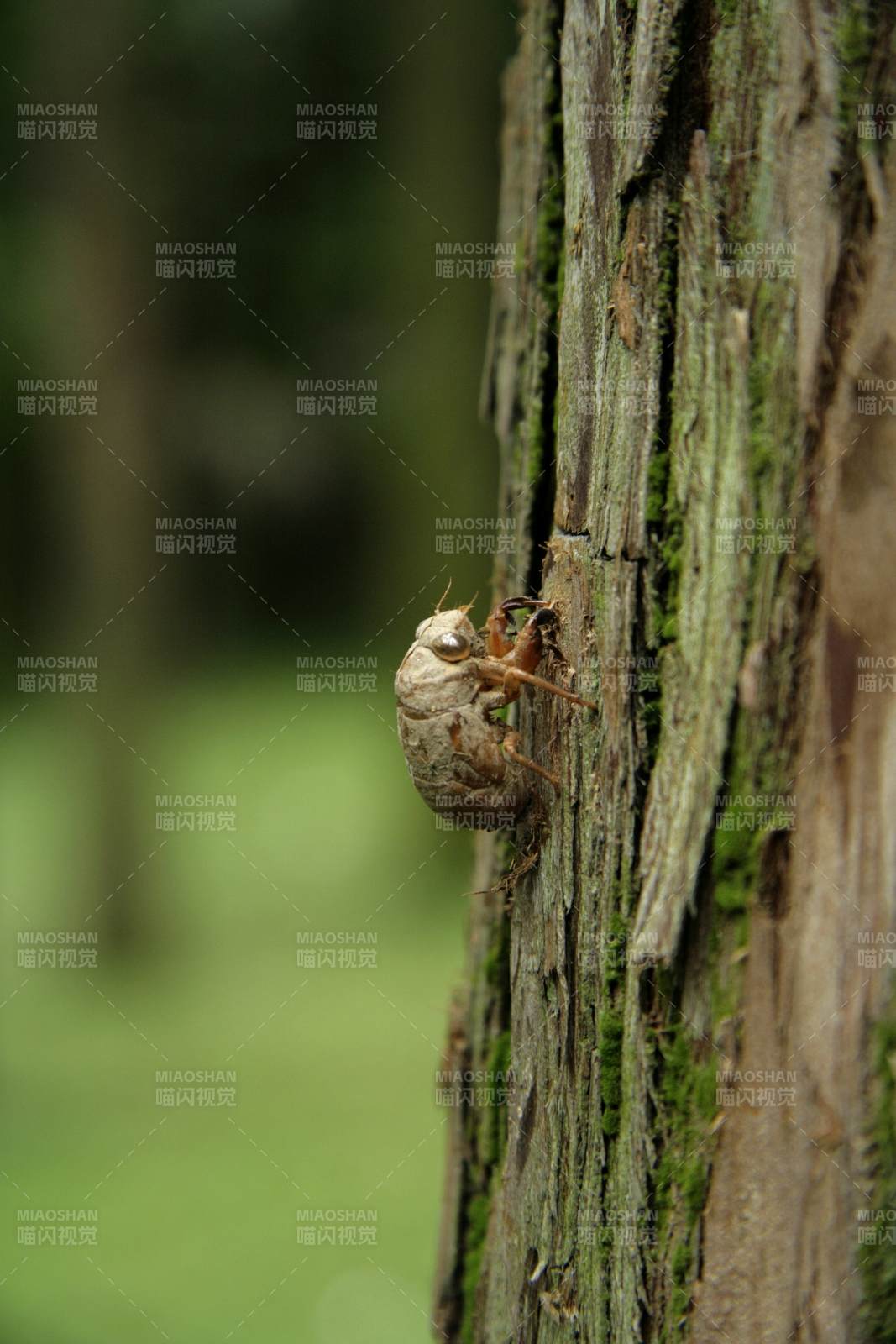 蝉蜕附树皮 自然新生图片