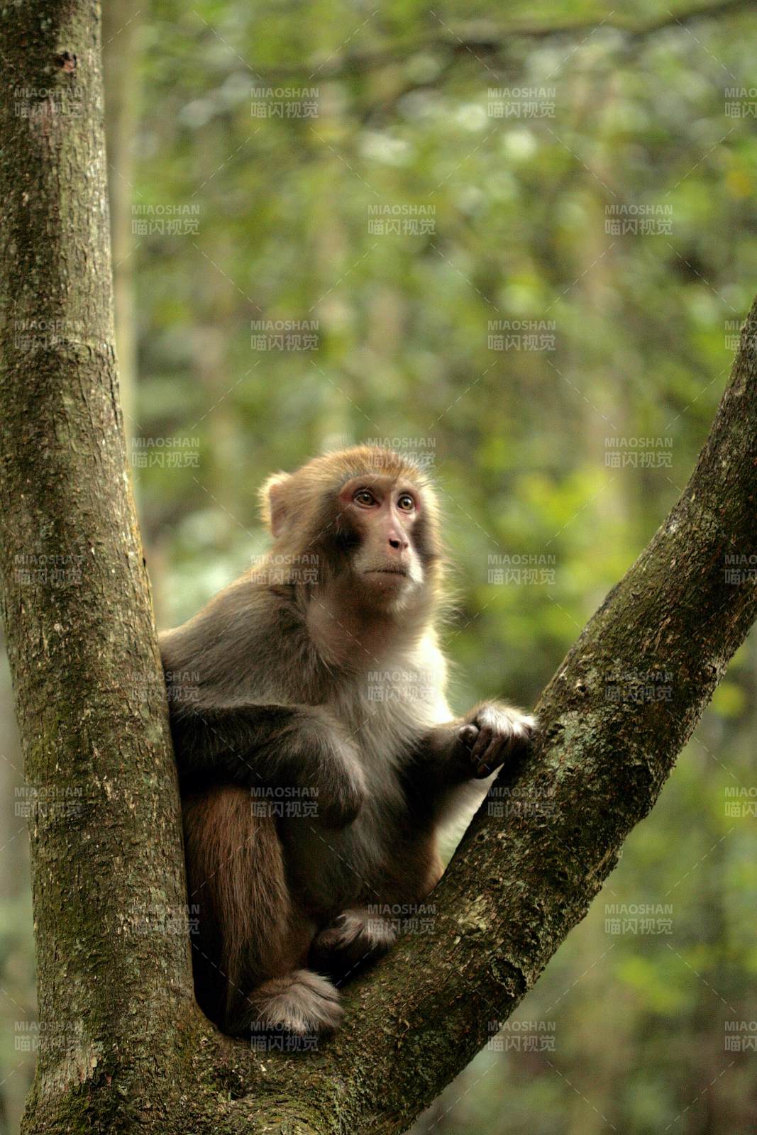 树上的猴子图片
