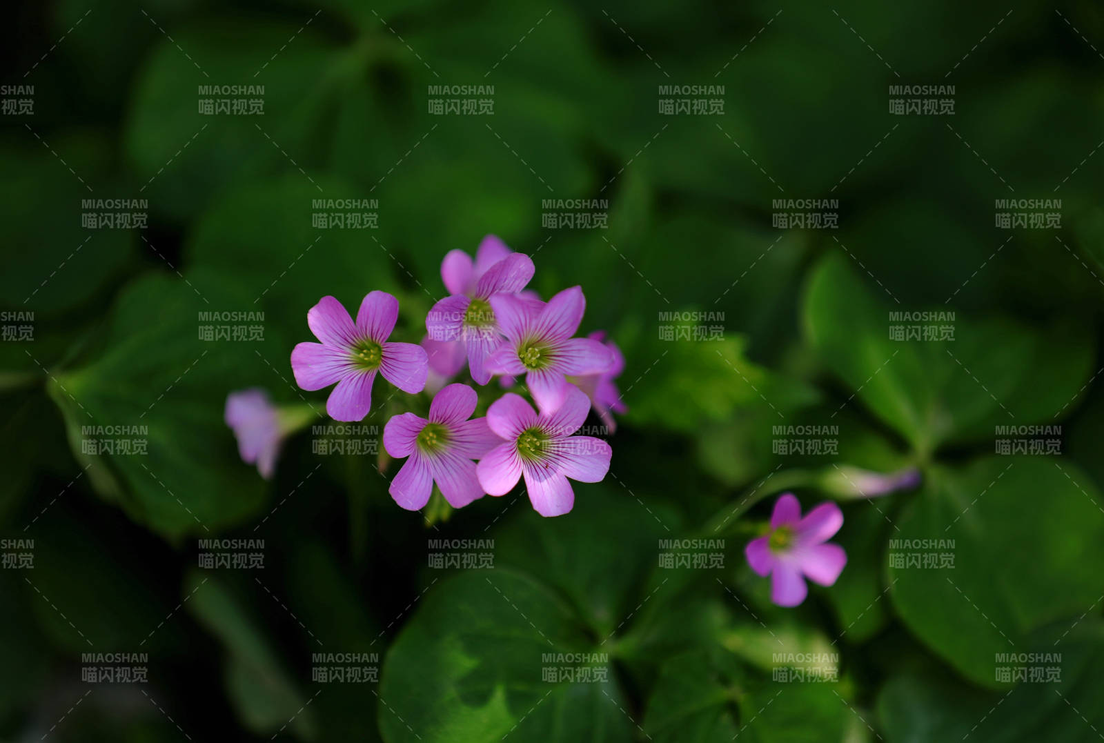 粉色花朵与绿叶相伴图片