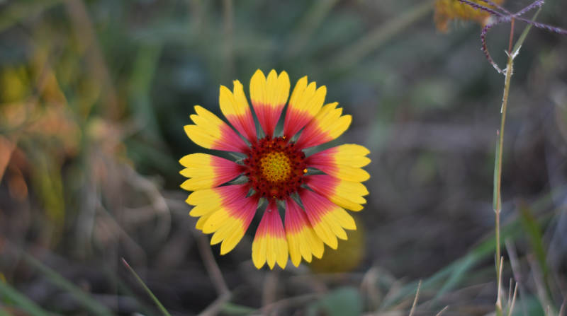 秋日野花 温暖绽放图片