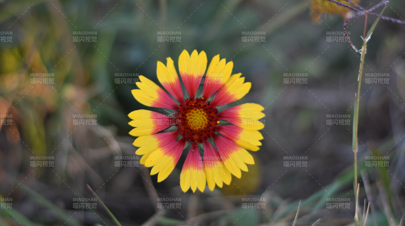 秋日野花 温暖绽放图片