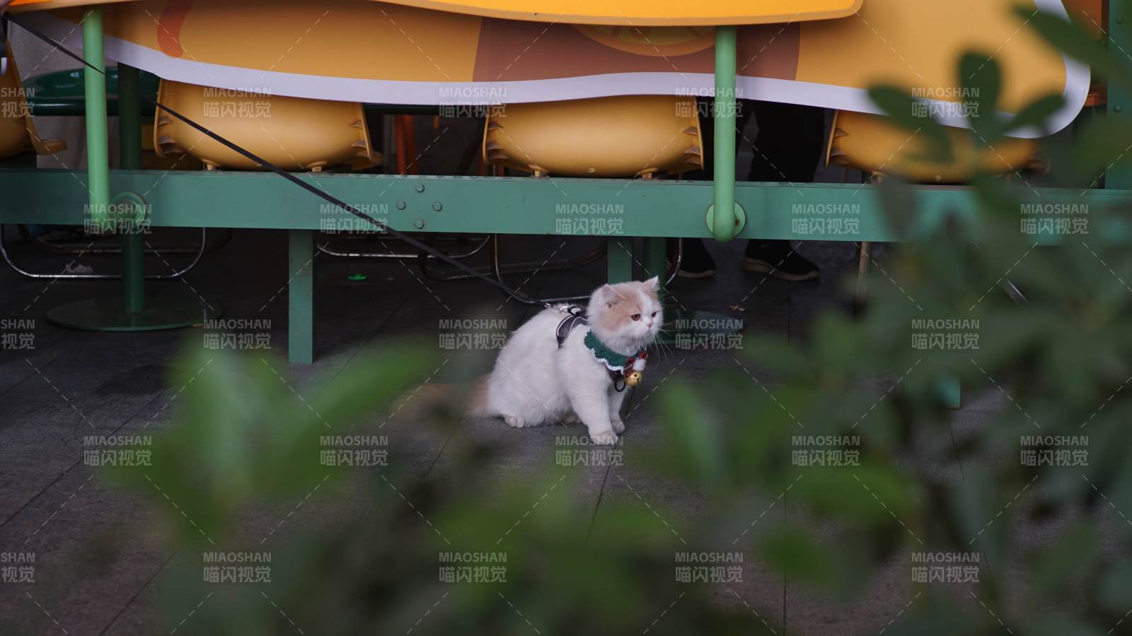 悠闲的猫咪在游乐场旁图片