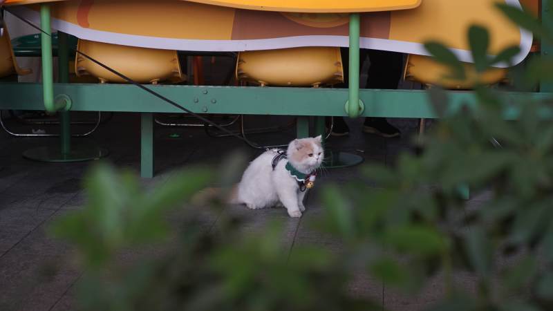 悠闲的猫咪在游乐场旁图片