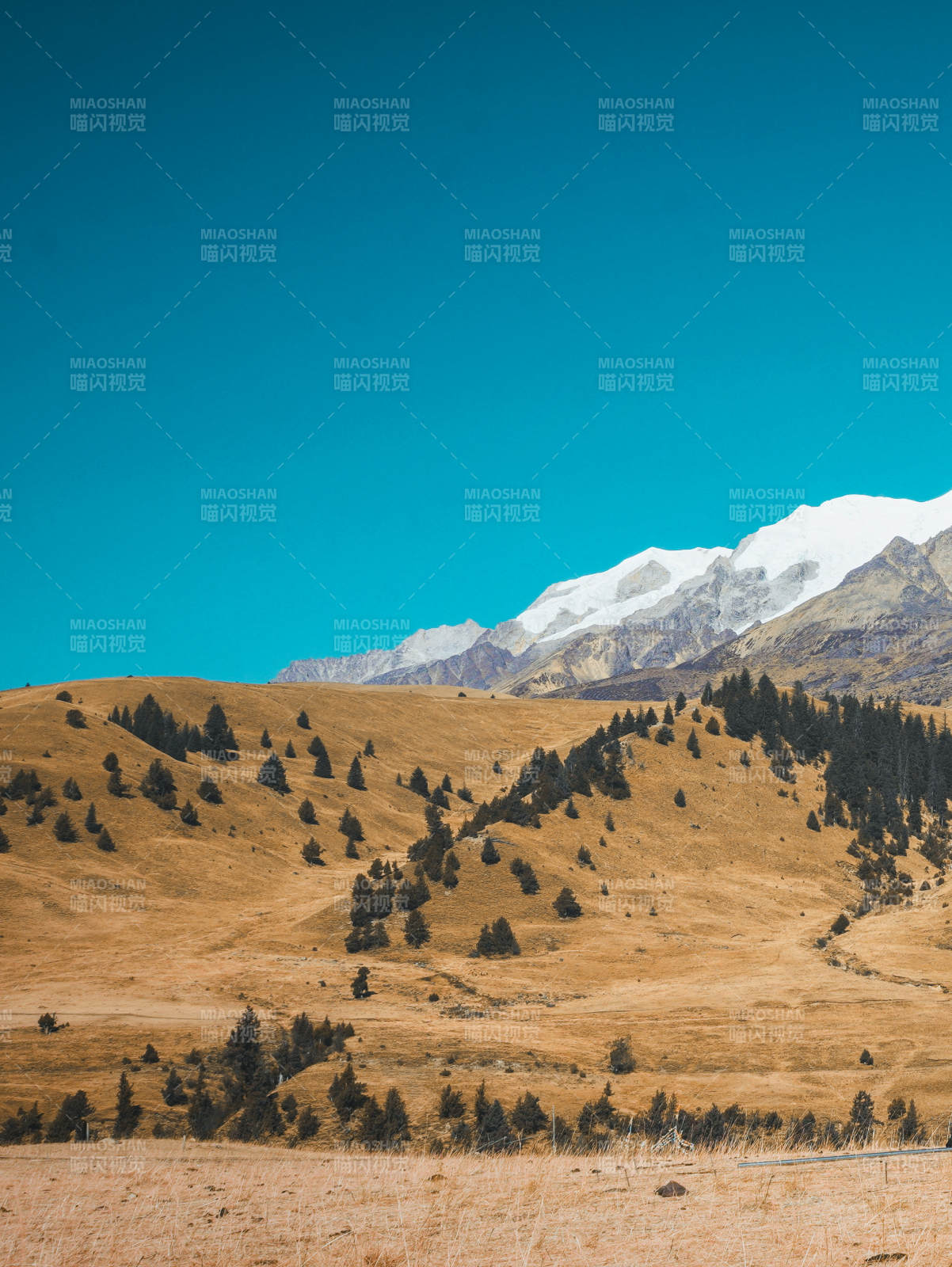 雪山下的金黄草原 秋季图片