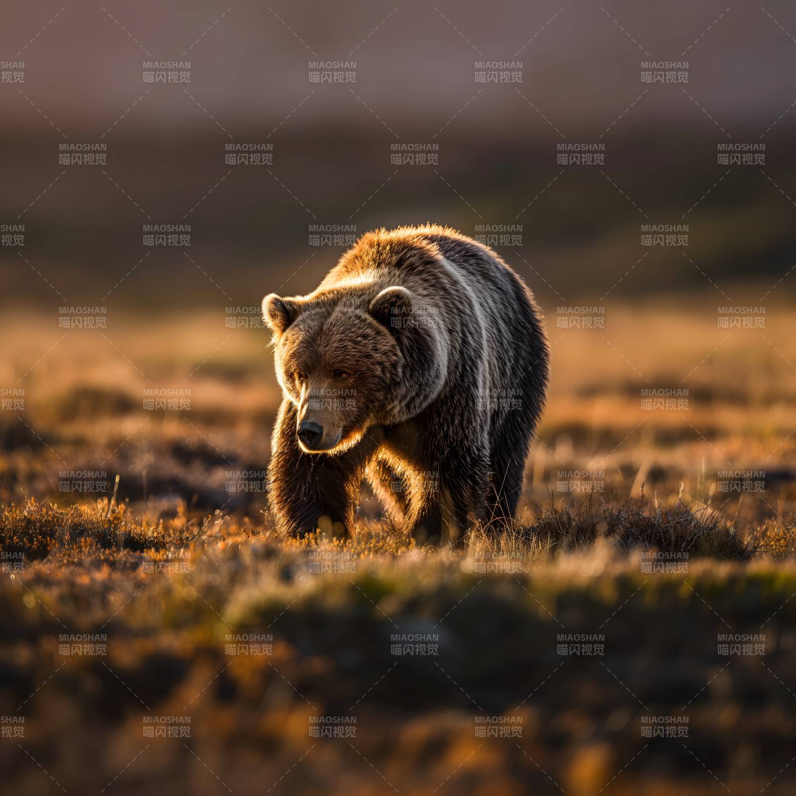 草原上的熊影图片