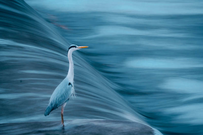 静谧水边的苍鹭图片