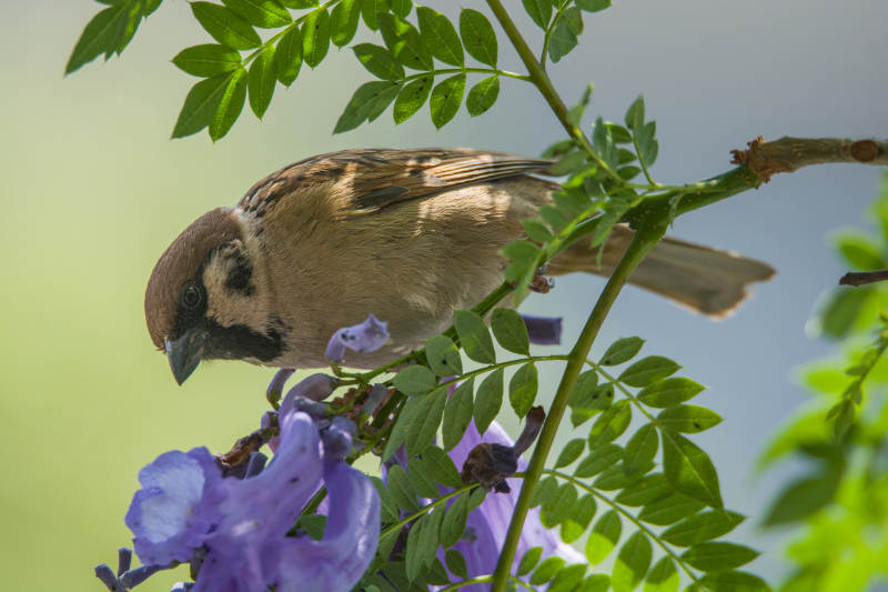 小鸟栖息花枝间图片