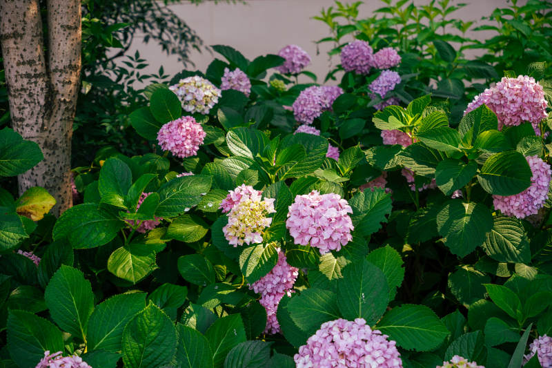 紫阳花丛绿叶映衬图片