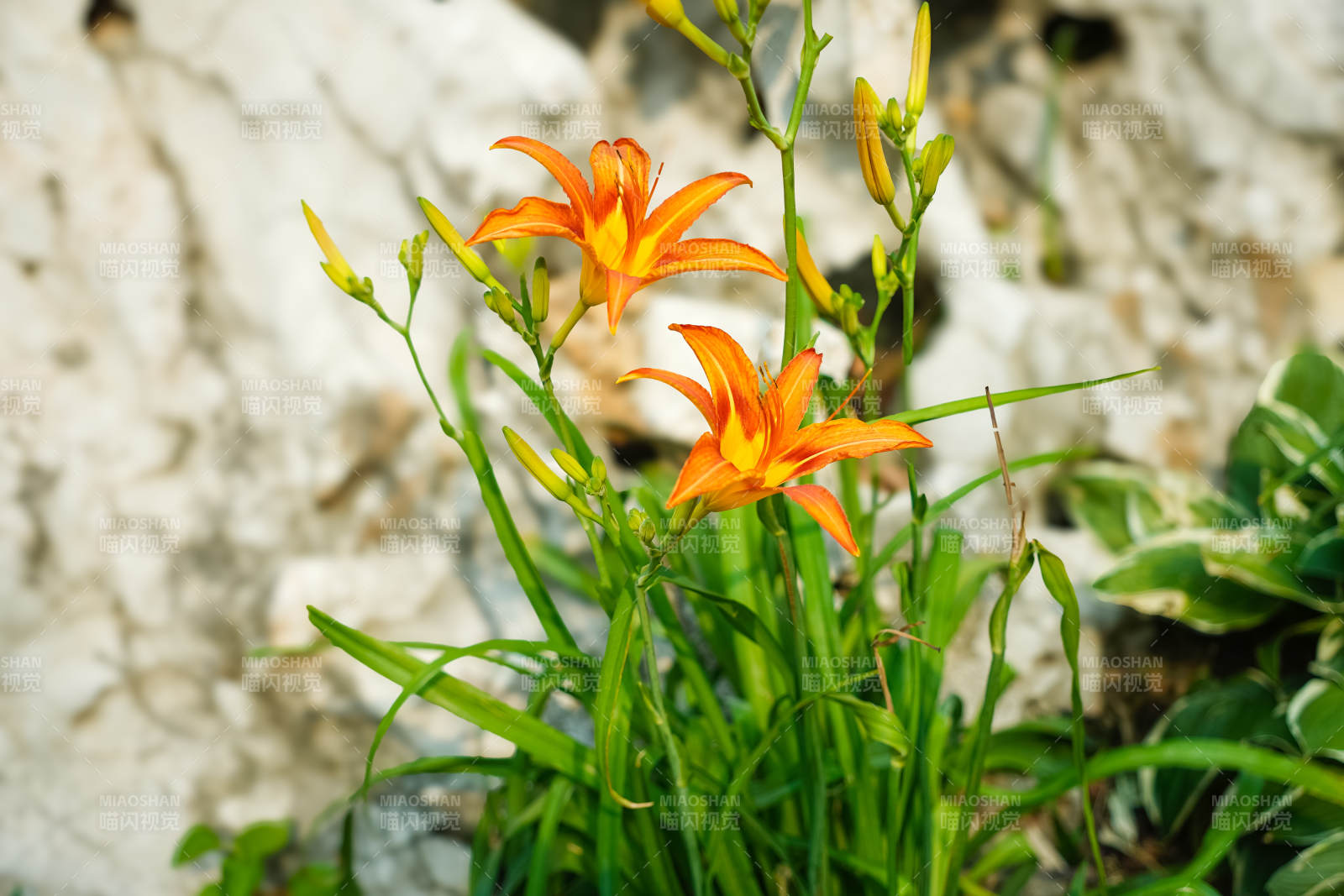 橙色萱草花绽放于绿叶间图片