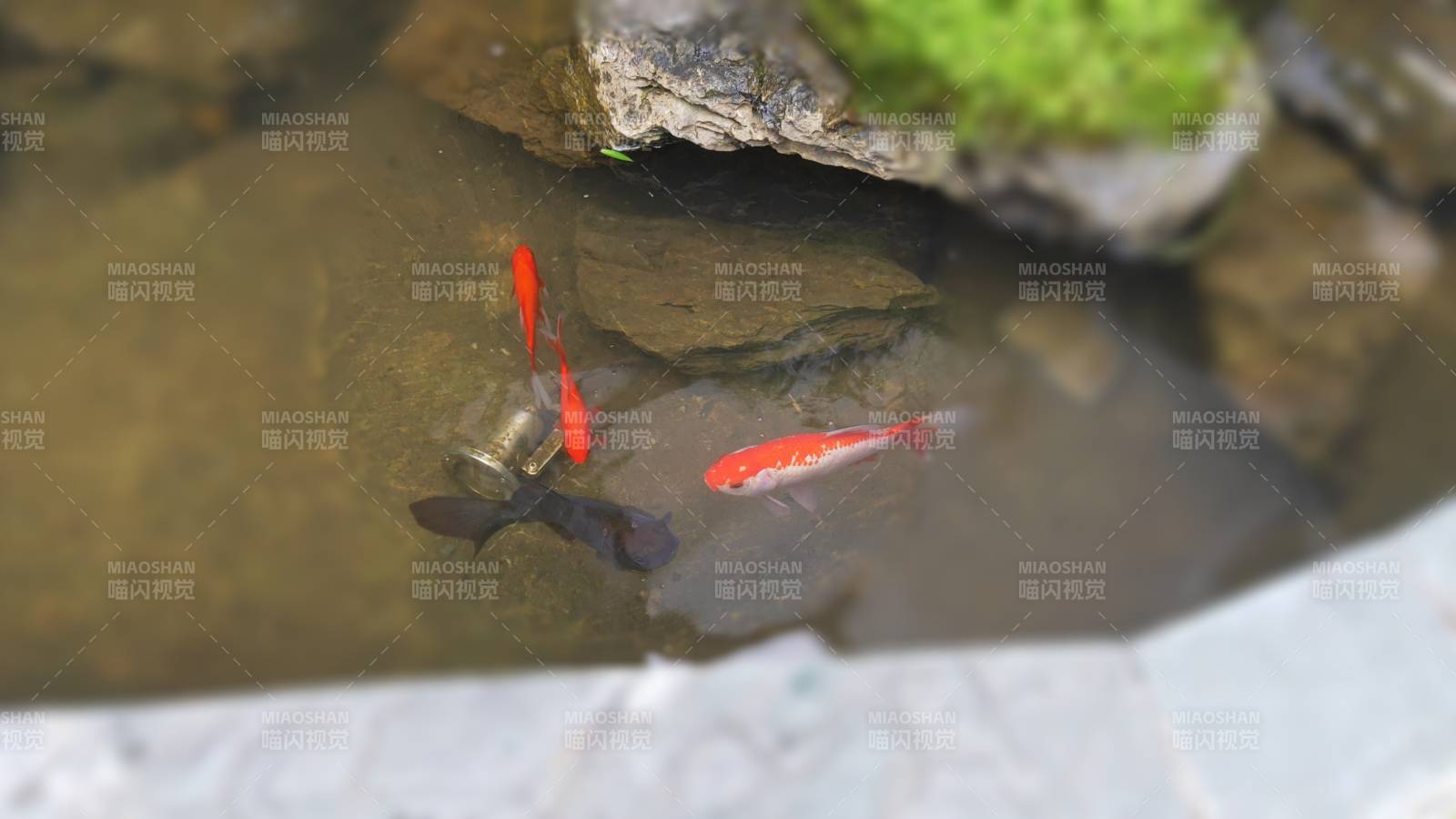 池塘中的小鱼游动图片