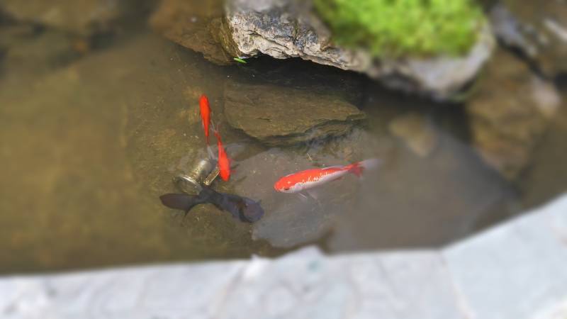 池塘中的小鱼游动图片