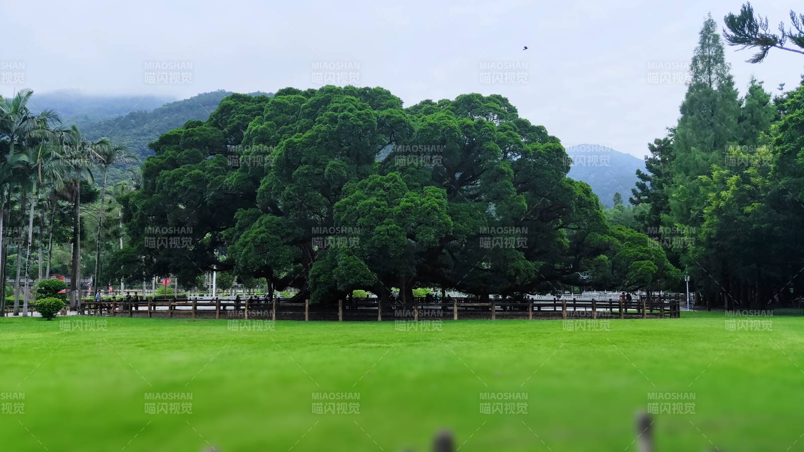 绿树成荫的公园景色图片