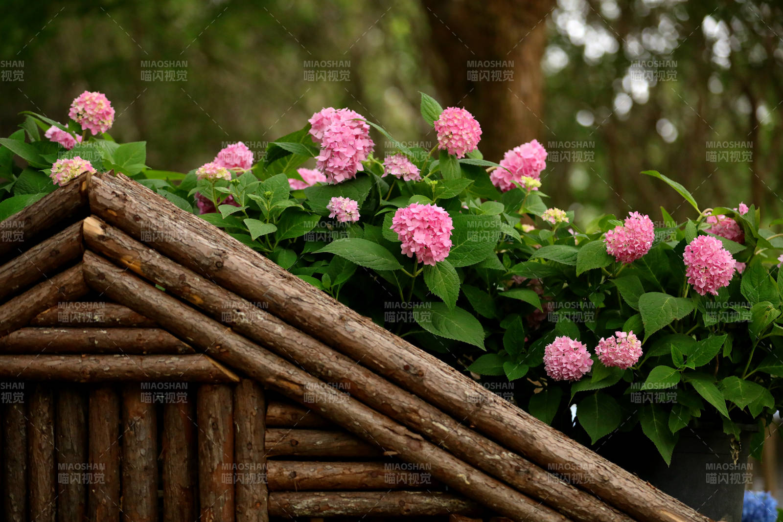 木屋上的粉色绣球花图片
