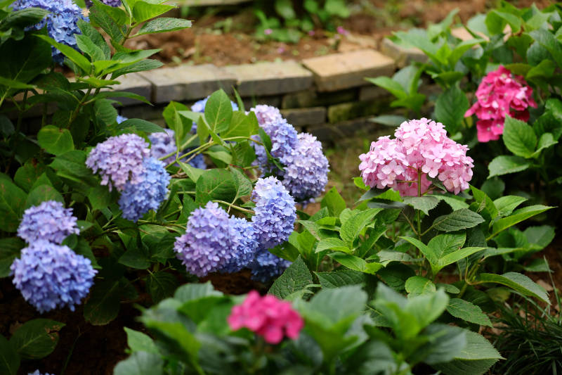 绣球花的多彩绽放图片