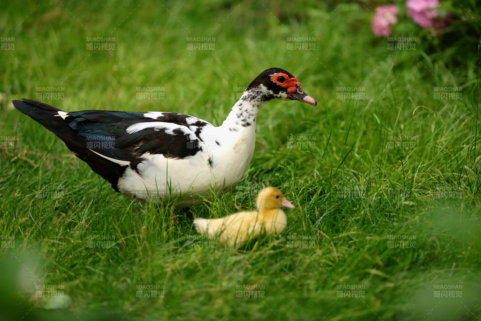 鸭妈妈与小黄鸭在草地上图片