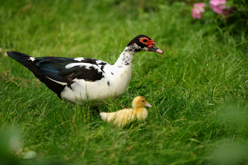 鸭妈妈与小黄鸭在草地上图片