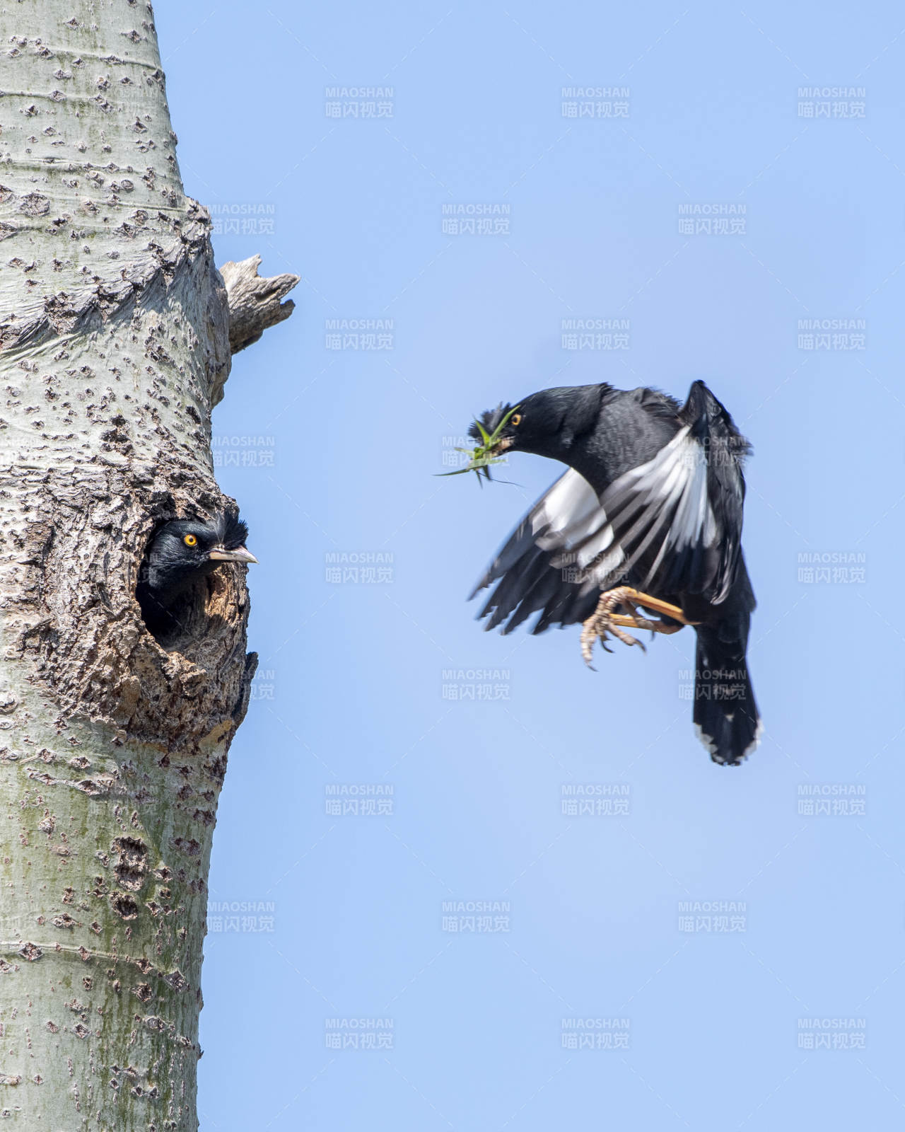 鸟儿筑巢 伙伴守望图片