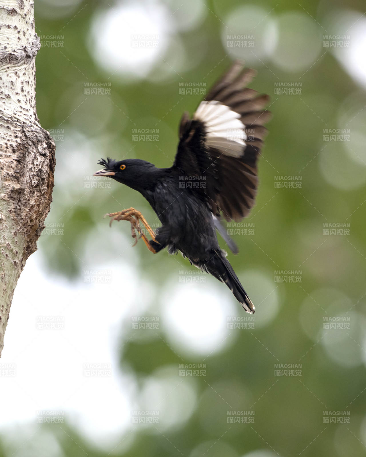 飞翔的黑鸟 展翅瞬间图片
