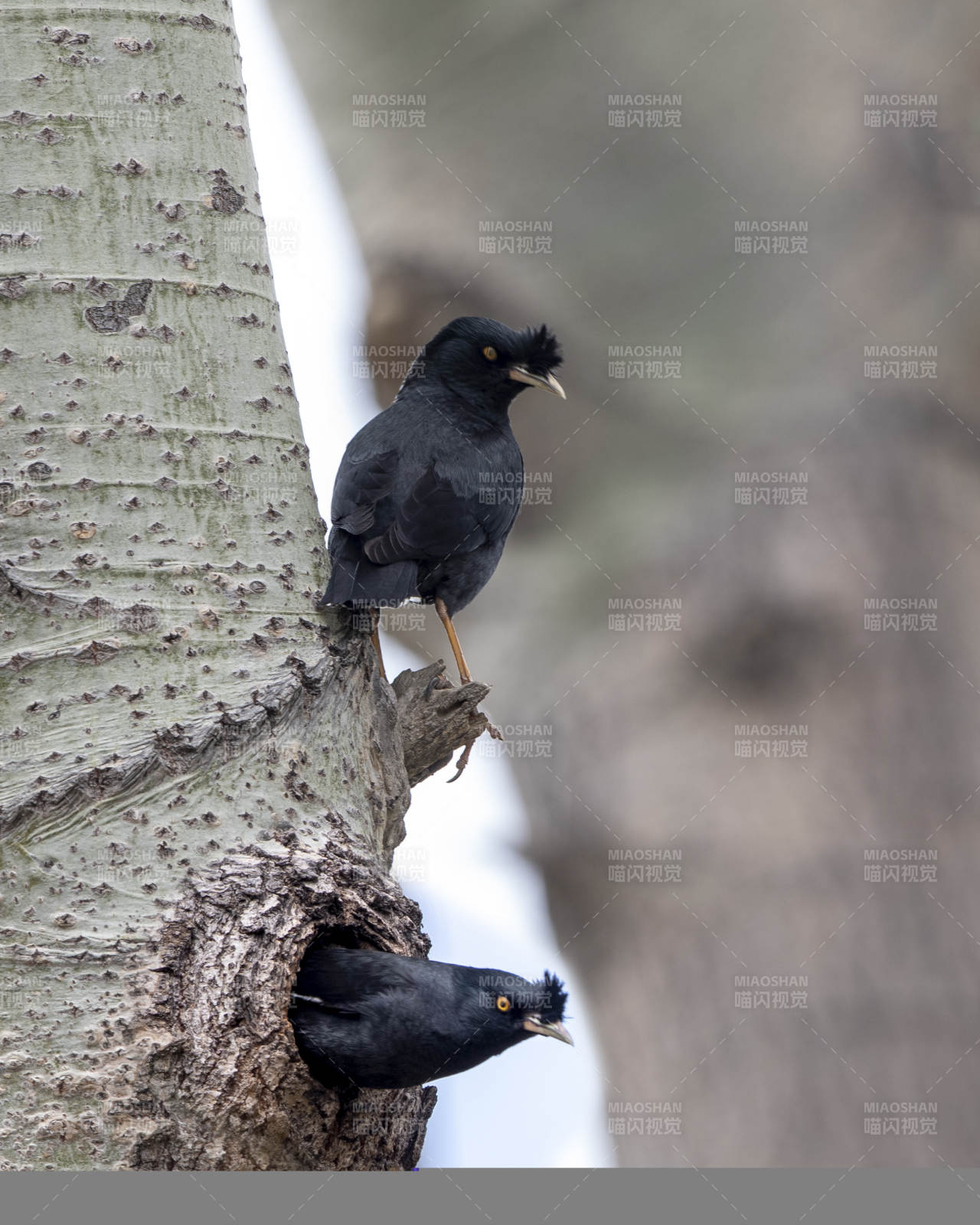 树洞里的两只黑鸟图片