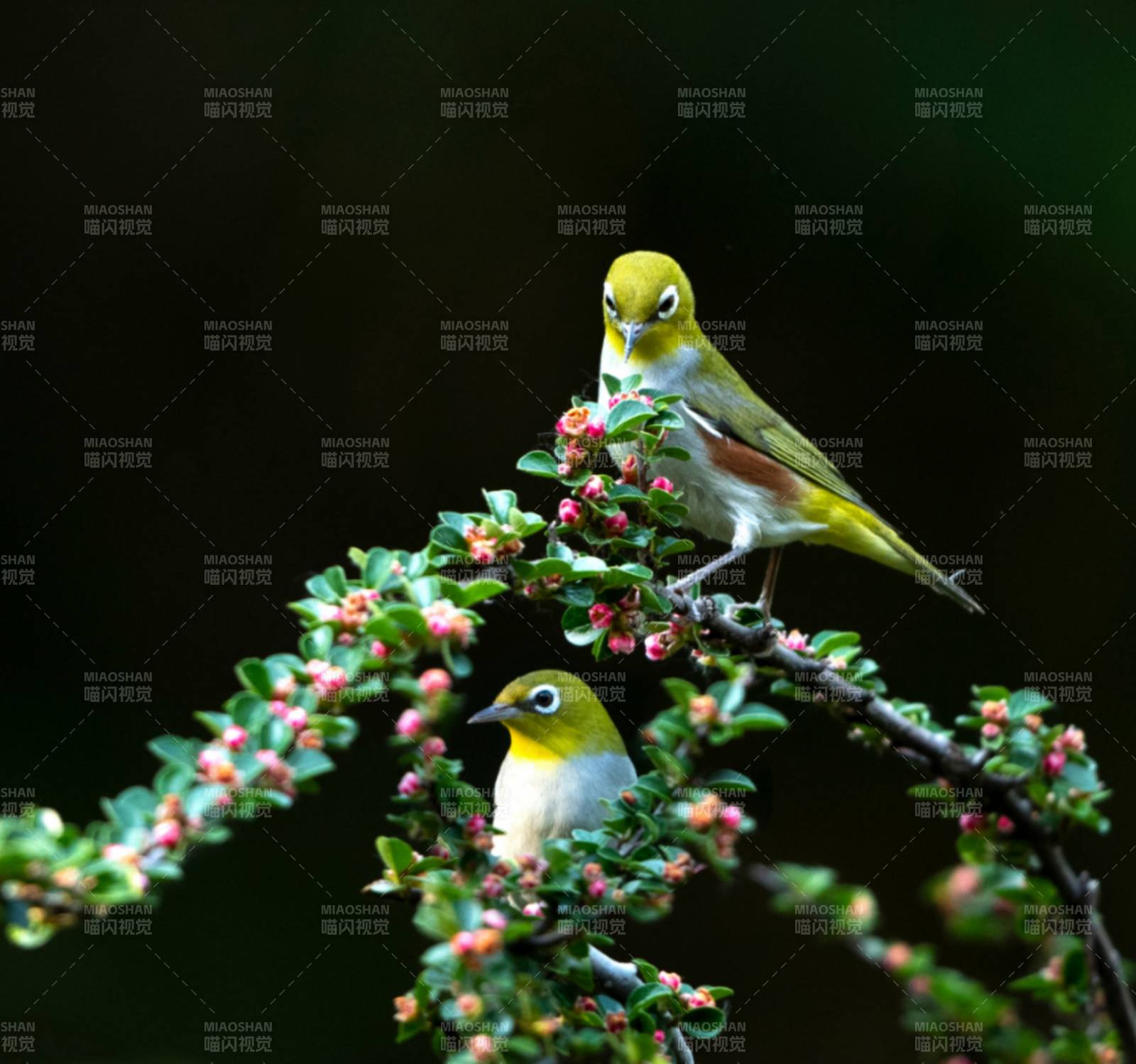 小鸟栖枝赏花景图片