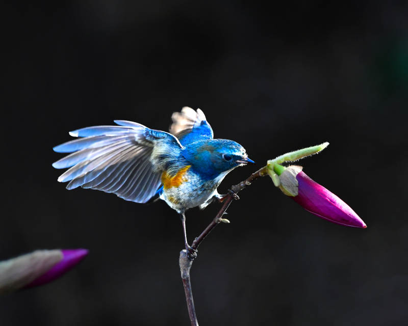 蓝鸟展翅 花间停驻图片