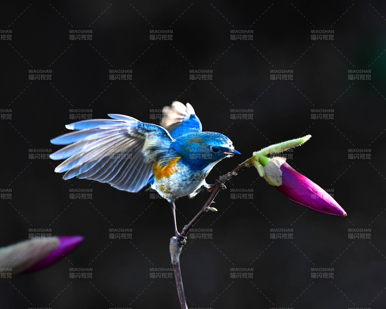 蓝鸟展翅 花间停驻图片