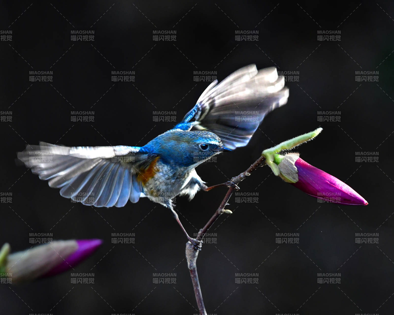 蓝鸟展翅 花间一瞬图片