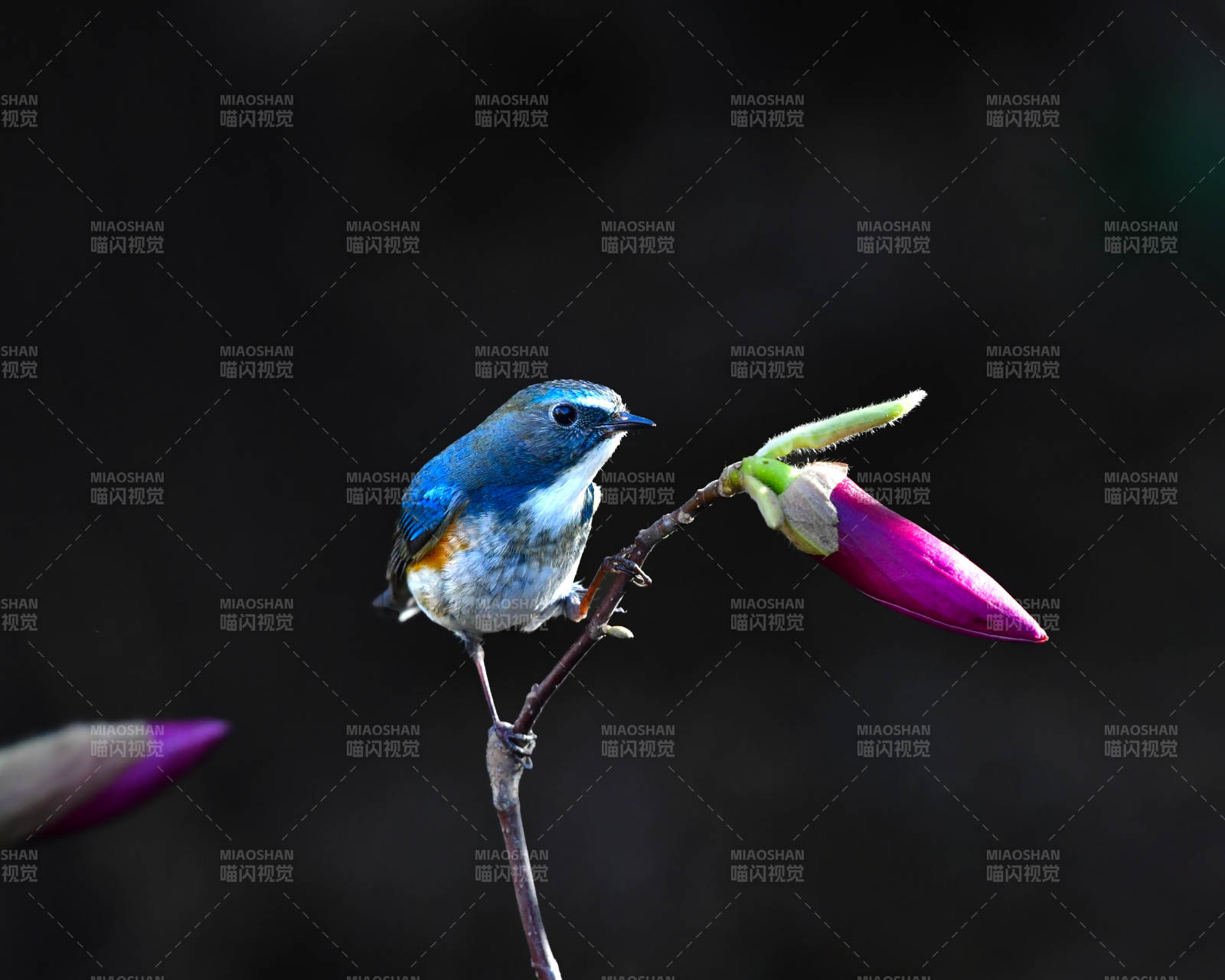 蓝鸟栖枝 紫花相伴图片