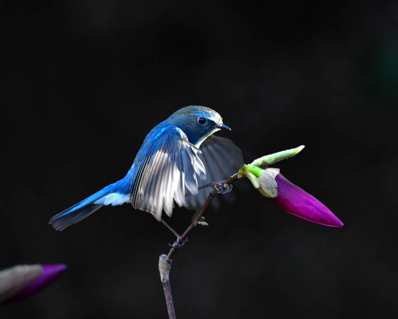 蓝鸟栖枝 花蕾相伴图片