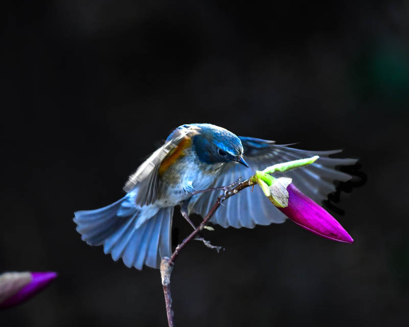 蓝鸟展翅 花间一瞬图片