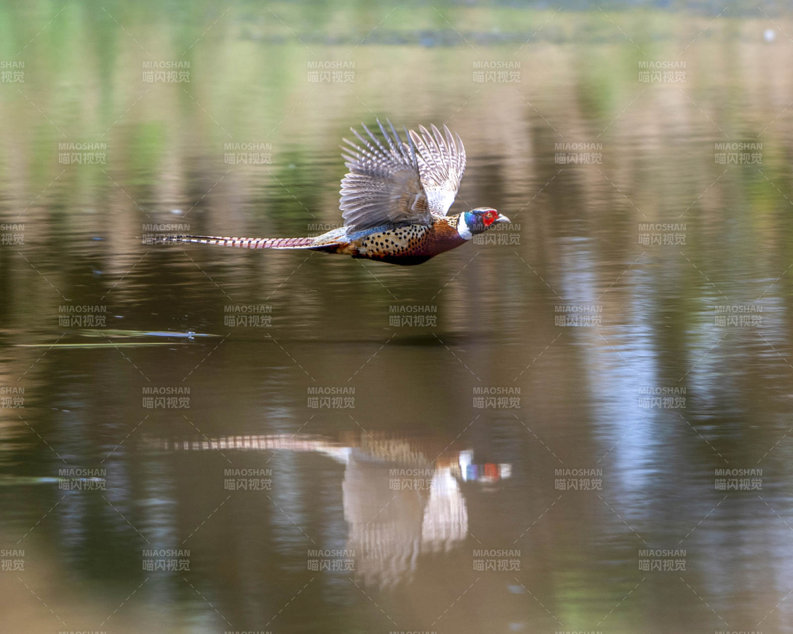 飞鸟掠水 倒影生辉图片