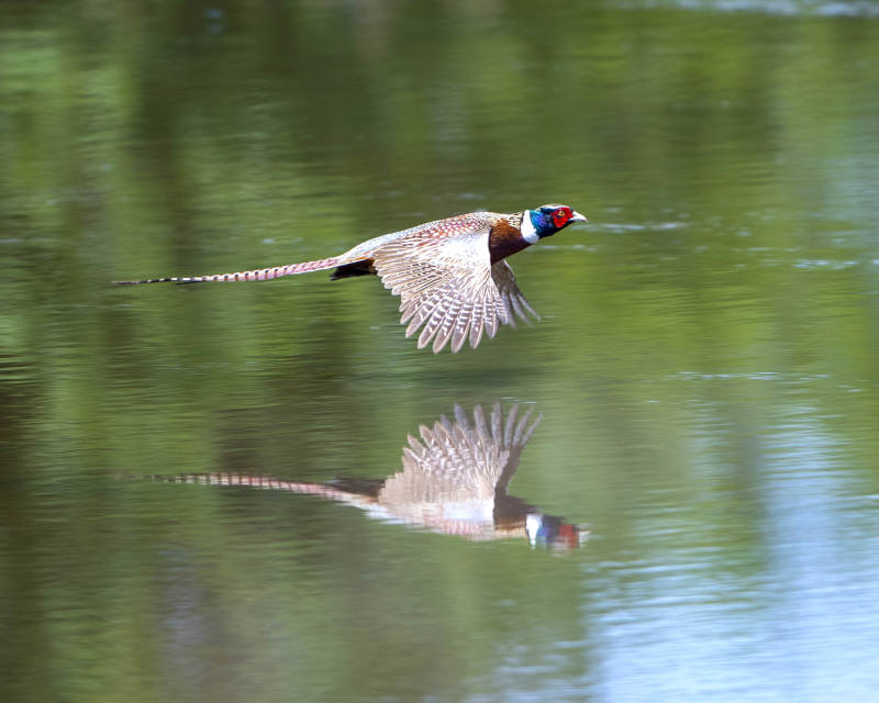 飞鸟掠水 倒影成双图片