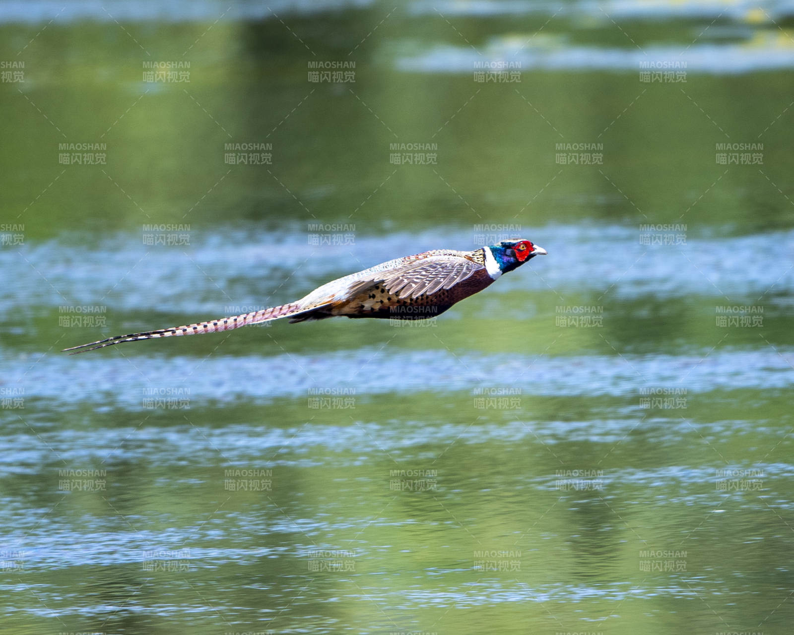 飞越水面的雉鸡图片