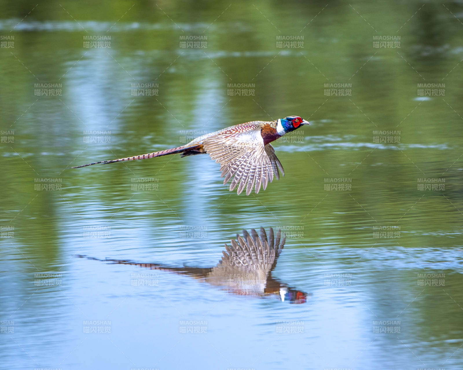 飞鸟掠水 倒影成双图片